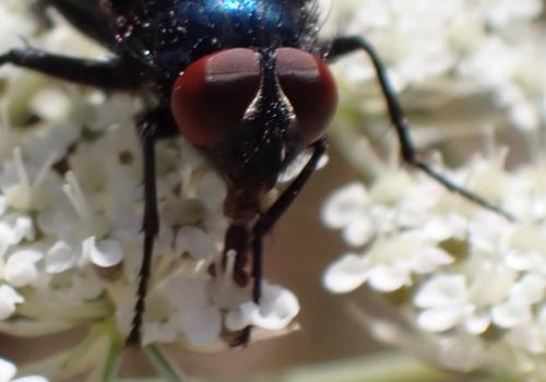 Protocalliphora sp.